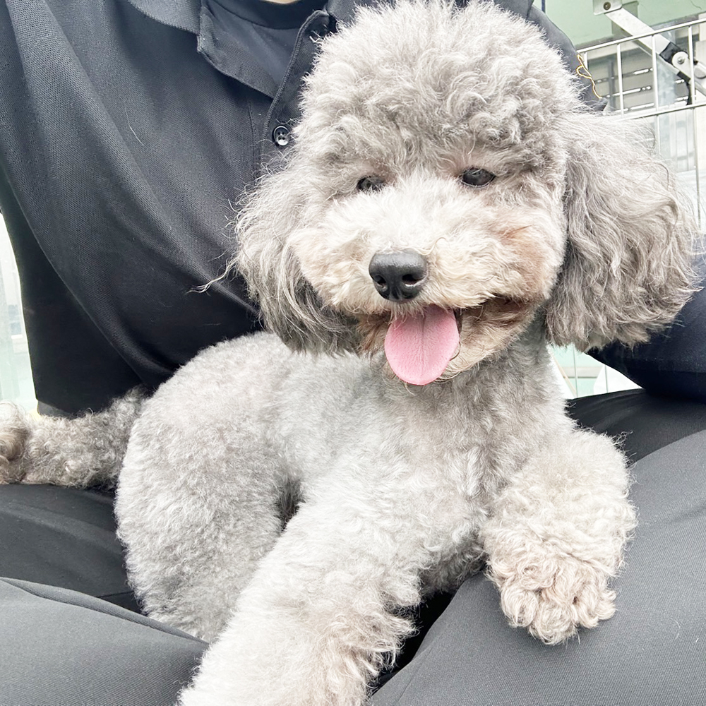 生徒が撮影したモデル犬写真①